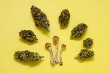 Layout of dried psilocybe mushrooms and marijuana buds on yellow background. Psychedelic trip, CBD recreation. Micro-dosing concept.