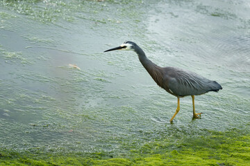An adult white-faced heron in breeding plumage walking in the Waimanu Lagoons, Kapiti coast, North Island.