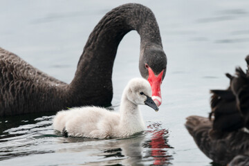 Cygnet and mother black swan swimming in the lake Pupuke, Takapuna, Auckland. Selective focus on cygnet.