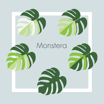 monstera tree queen spotted wood