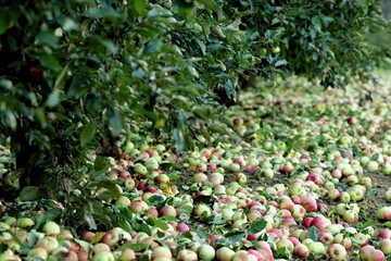Fallen apples in old apple orchard, apple harvest for industrial processing.