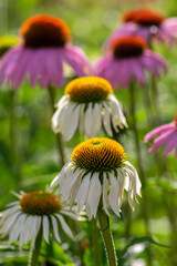 Echinacea purpurea purple white coneflowers flowering plants, group of ornamental medicinal hedgehogs flowers in bloom