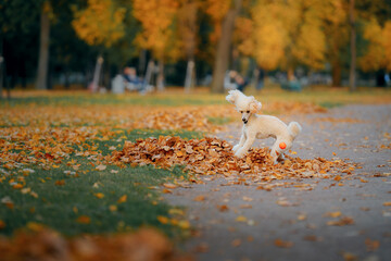 small white poodle in autumn leaves. Pet in nature. Cute dog on nature