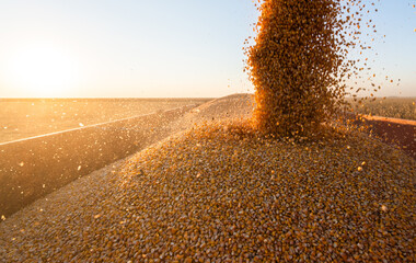 Pouring Corn Grain Into Tractor Trailer.