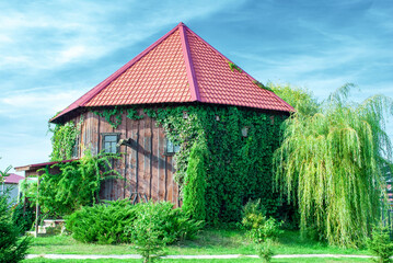 Obraz premium Old wooden garden shed covered with ivy and footpath by blue cloudy sky