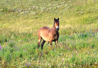 A bay horse is grazing in a meadow