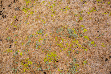 Moss closeup as a background. The rock surface of the rocks is covered with green moss. Priednoy texture.