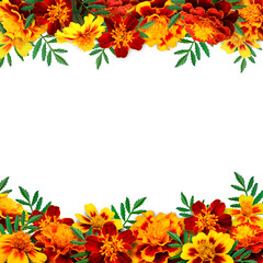 Marigold photo design elemets isolated on white background for print produts, social media, autumn decorations.