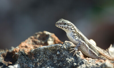 Lagarto de roca