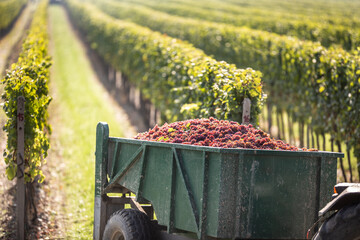 Grapes are picked up at vineyard and transported by a tractor to winery for further processing into a wine