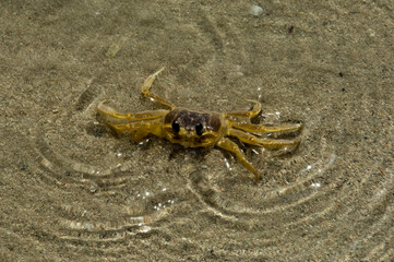 Cangrejo de mar