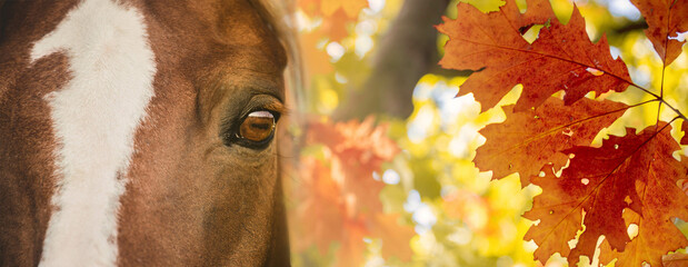 Horse head detail, close up against the background of autumn leaves. Colorful autumn banner....