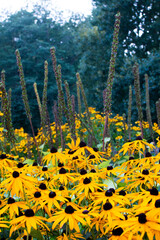 Obraz premium yellow flowers in the woods