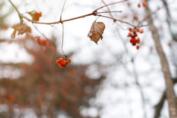 Rowan red winter. A small bunch of berries is hanging on a branch in the park. Blurry neutral background of a cloudy winter day. Selective focus, bokeh, copy space. Natural calm atmospheric background