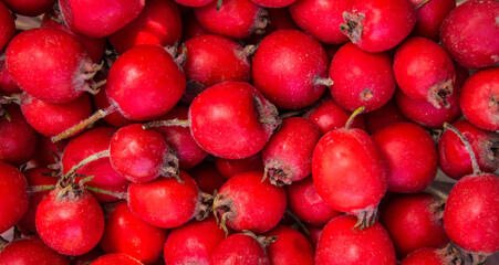Rose hips, rose hips background, types of rose hips. The composition of medicinal plants and herbs. Scarlet berries of a shipshina close up. High quality photo
