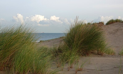 Fototapeta na wymiar The last part of the dunes with marram grass or European beachgrass. In the distance is the North Sea visible. Blue sky with clouds