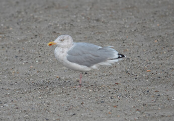 European herring gull on the beach. 