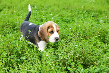 beagle puppy is on the grass in the park close up