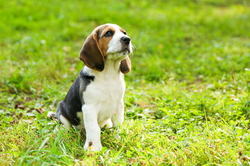 beagle puppy is on the grass in the park close up