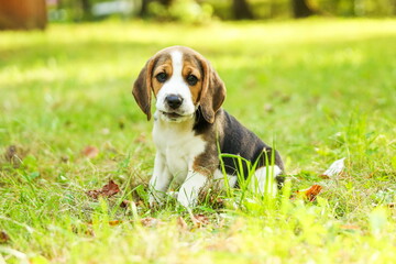beagle puppy is on the grass in the park close up