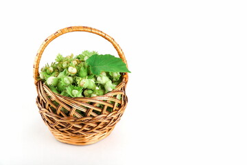 wicker basket of green hazelnuts isolated on white background