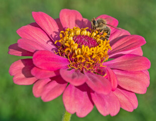 Honey bee collecting pollen on a yellow and pink dahlia flower