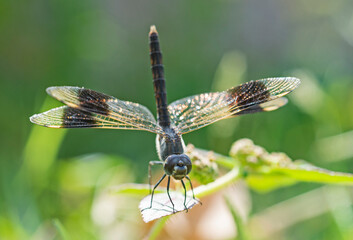 Closeup detail of wandering glider dragonfly on plant leaf