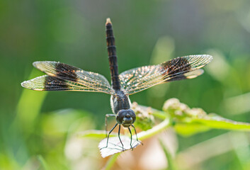 Closeup detail of wandering glider dragonfly on plant leaf