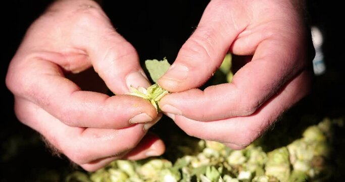 Beer Harvest, Close up hands farmer who checks the drying of the hops and rubs the dried cones to feel the aroma
