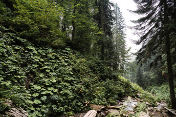 Deep green autumn overgrown forest for background