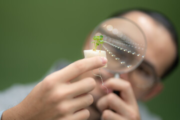 professional agriculture scientist working to research on a organic vegetable plant in laboratory...