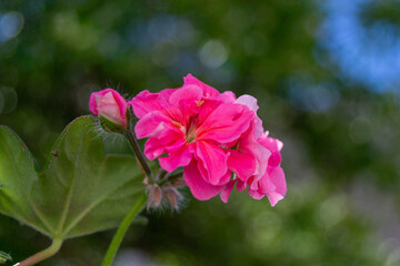 pink hibiscus flower