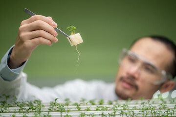 professional agriculture scientist working to research on a organic vegetable plant in laboratory...