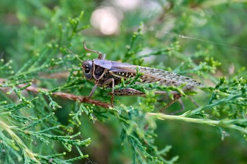 grasshopper on a grass