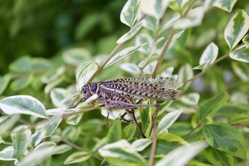 locusts on a sunflower