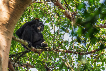 Common Chimpanzee - Pan troglodytes, popular great ape from African forests and woodlands, Kibale forest, Uganda.