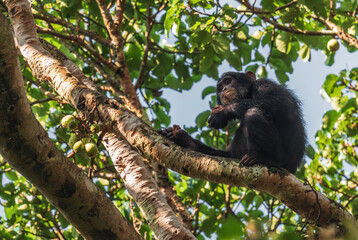 Common Chimpanzee - Pan troglodytes, popular great ape from African forests and woodlands, Kibale forest, Uganda.