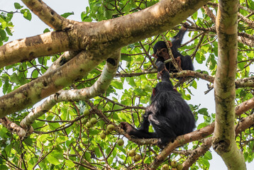 Common Chimpanzee - Pan troglodytes, popular great ape from African forests and woodlands, Kibale...
