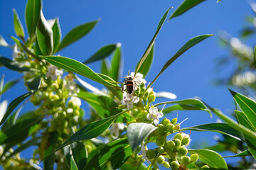 Bee on a flower