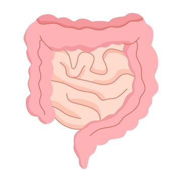 Vector illustration of Healthy gut, 
suitable for advertising health and education products
