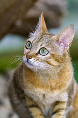 Arabian wildcat (Felis silvestris gordoni)