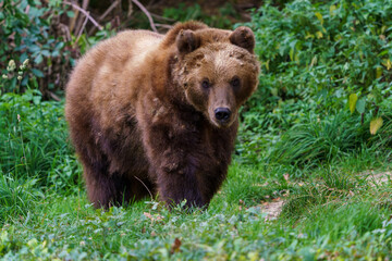 Fototapeta na wymiar Kamchatka brown bear in the forest, Ursus arctos beringianus