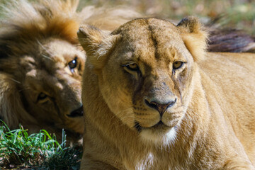 Pair of adult Congolese lion (Panthera leo bleyenberghi)