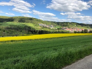 Obraz premium Rapsfeld Schwarzwald 