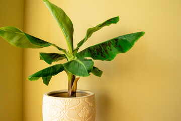 Banana Musa plant in pot. Exotic plant at home. Closeup