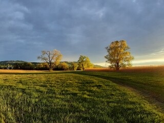 Fototapeta na wymiar Flachmoorwiese mit Sonnenuntergang