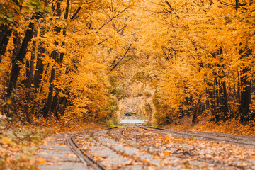 Tram rail in the autumn park