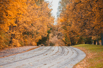 Tram in the autumn forest