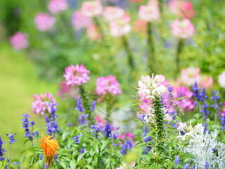 カラフルでかわいいクレオメの花