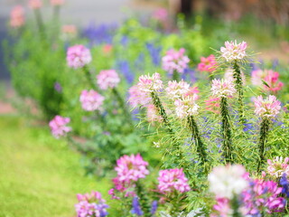 カラフルでかわいいクレオメの花